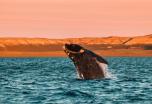Viaje en grupo a Patagonia: Buenos Aires, Iguazú, Península Valdés, Ushuaia y El Calafate (Otoño)