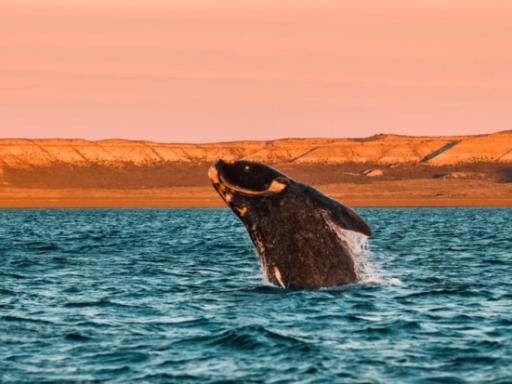 Viaje en grupo a Patagonia: Buenos Aires, Iguazú, Península Valdés, Ushuaia y El Calafate (Otoño)