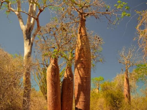 Circuito por Madagascar: Circuito de Fauna Malgache (Verano)