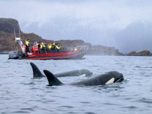 LAPONIA NORUEGA: En busca de la Aurora Boreal | Puente de diciembre