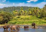 Circuito por Sri Lanka: Cultura, Naturaleza y Experiencias Únicas (Fin de año)