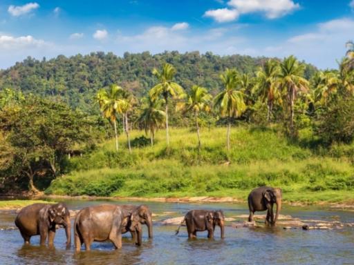 Circuito por Sri Lanka: Cultura, Naturaleza y Experiencias Únicas (Fin de año)