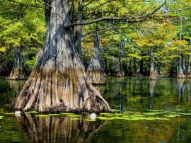 Circuitos por Alabama organizados por agencias expertas