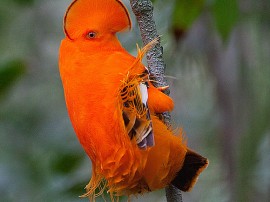 Rutas por Amazonas Brasileño que ya no están disponibles