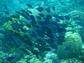 Rutas por Antillas Holandesas que ya no están disponibles