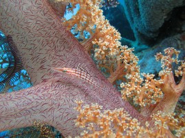 Buceo en Australia - Reserva viajes para bucear en Australia