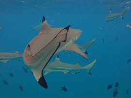 Rutas por Bora Bora que ya no están disponibles