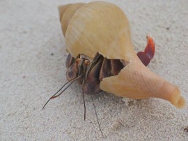 Rutas por Cayos Cubanos que ya no están disponibles