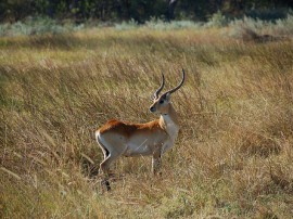 Rutas por Delta del Okavango que ya no están disponibles