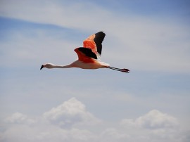 Circuitos por Desierto de Atacama organizados por agencias expertas