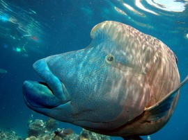 Rutas por Gran barrera de coral que ya no están disponibles