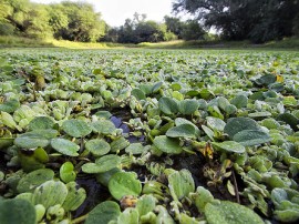 Circuitos por Gran Chaco organizados por agencias expertas