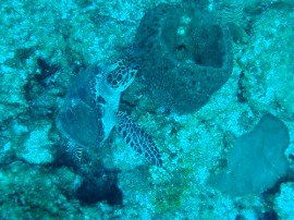 Rutas por Islas Caimán que ya no están disponibles