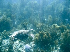 Rutas por Islas Vírgenes RU que ya no están disponibles