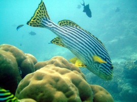 Rutas por Islas Maldivas que ya no están disponibles