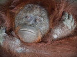 Circuitos por Kalimantan organizados por agencias expertas