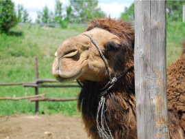 Circuitos por Kazajistán