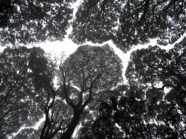 Rutas por Kilimanjaro que ya no están disponibles