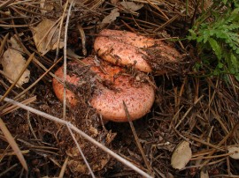 Rutas por Laguna Negra y Picos de Urbión que ya no están disponibles
