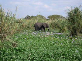 Rutas por Malawi que ya no están disponibles