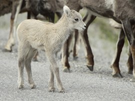 Rutas por Montañas Rocosas que ya no están disponibles