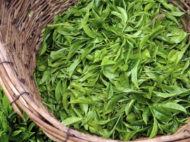 Circuitos por Monte Kenia