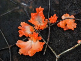 Rutas por Monteverde que ya no están disponibles