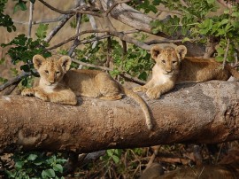 Rutas por Parque Nacional Amboseli que ya no están disponibles