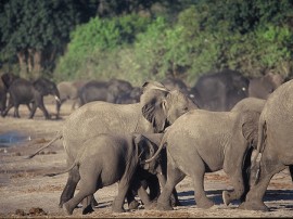 Circuitos por Parque Nacional Chobe organizados por agencias expertas