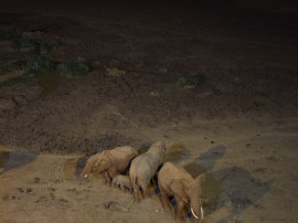 Rutas por Parque Nacional de Aberdare que ya no están disponibles