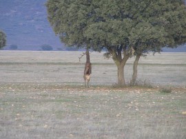 Rutas por Parque Nacional de Cabañeros que ya no están disponibles