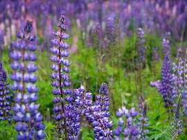 Rutas por Parque Nacional de Fiordland que ya no están disponibles