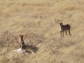 Rutas por Parque Nacional Etosha que ya no están disponibles