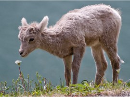 Rutas por Parques Nacionales de Alberta que ya no están disponibles