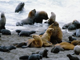 Rutas por Península Valdés que ya no están disponibles