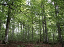 Circuitos por Selva de Irati organizados por agencias expertas