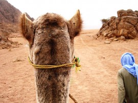 Circuitos por Sharm el-Sheij organizados por agencias expertas