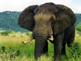 Safaris en Sudáfrica