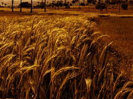 Rutas por Sulawesi que ya no están disponibles