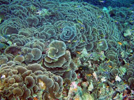 Buceo en Tanzania - Reserva viajes para bucear en Tanzania