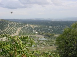 Circuitos por Úbeda